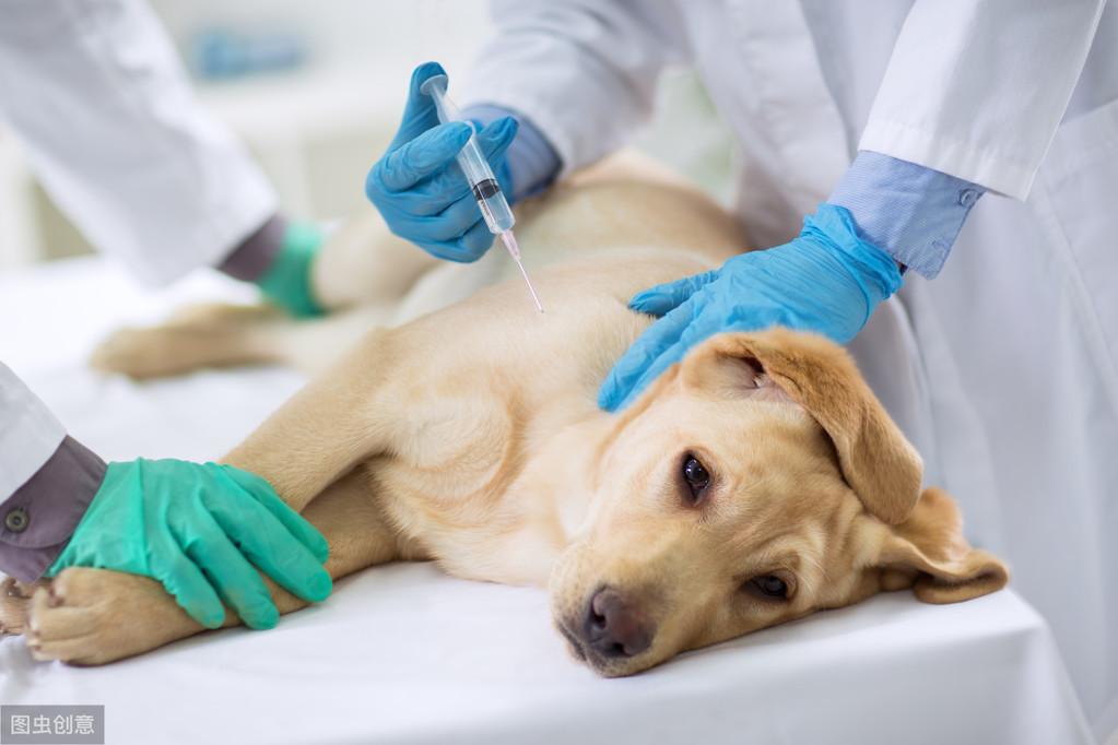 宠物狗六联教程（狗狗的疫苗应该怎么打？二联四联五联还是六联？）