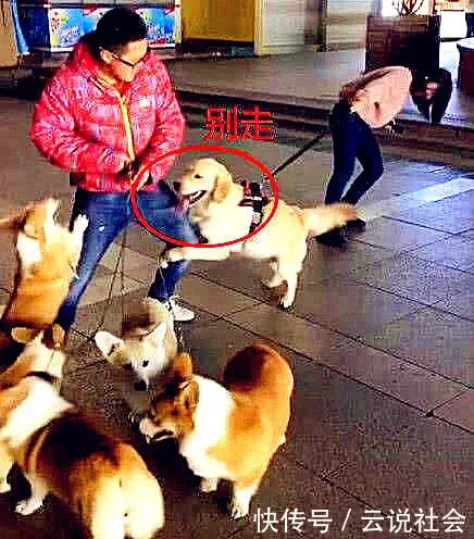 小狗扑金毛_金毛扑陌生人