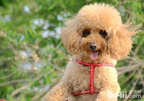 贵宾犬的毛每天梳每天都掉吗_贵宾犬掉毛怎么办,什么原因造成的