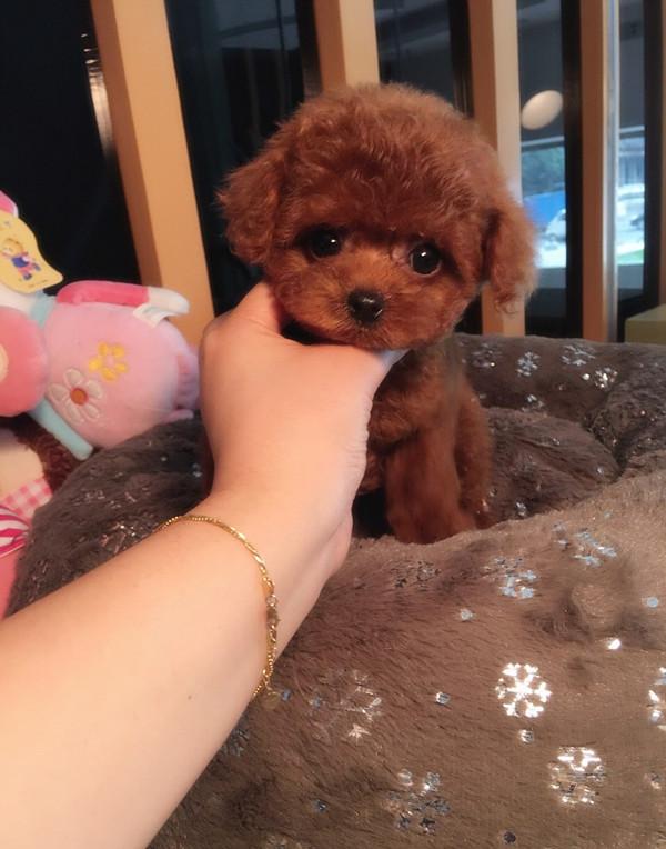贵宾的毛卷（犬种科普介绍   贵宾犬（泰迪））