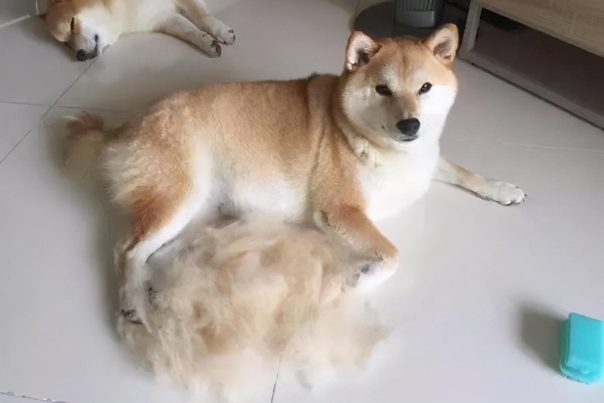 宠物狗的毛发怎样清洁的_狗狗的毛怎么梳理  第1张