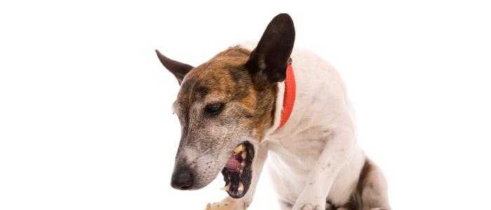拉布拉多幼犬吃多了吐_拉布拉多吃多了呕吐