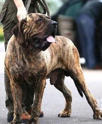 巴西菲勒小狗怎么养_巴西菲勒犬打猎怎么样