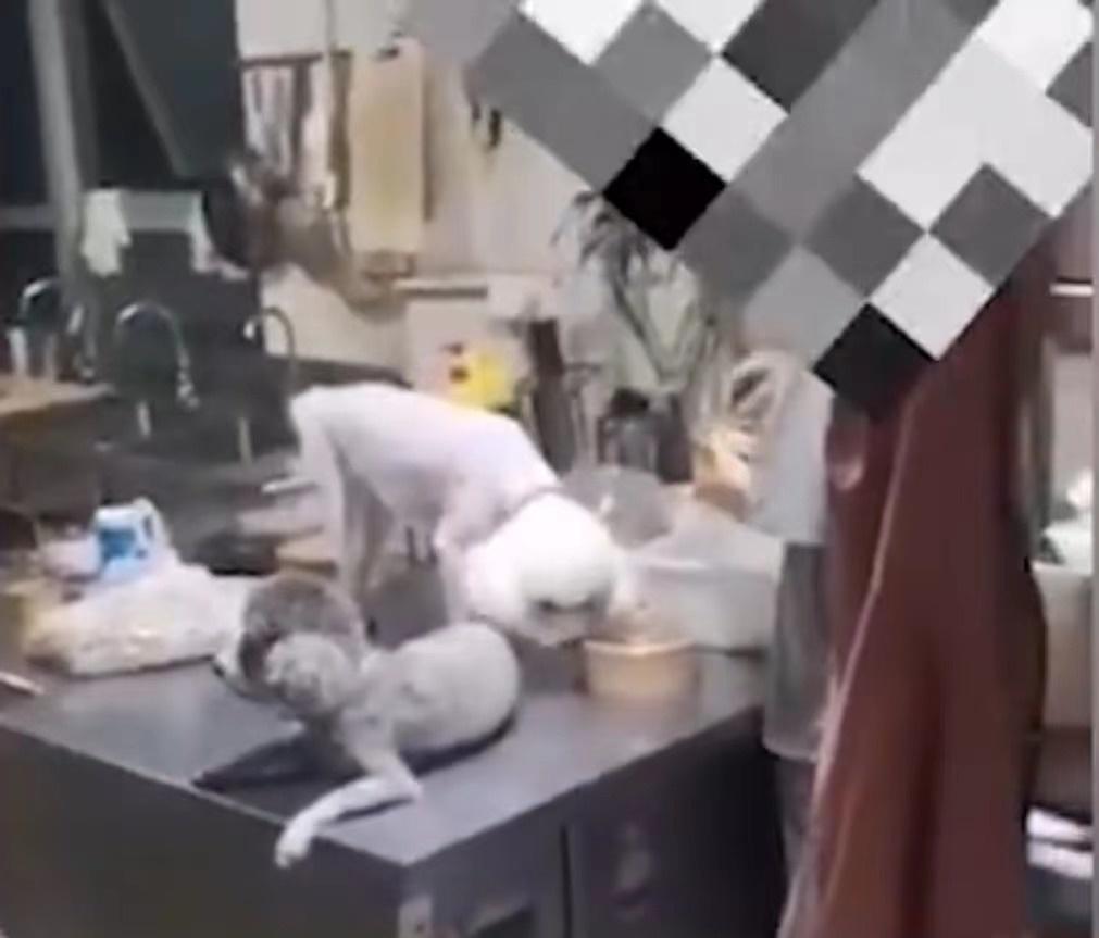 吃自己养的宠物狗违法（因宠物狗舔食外卖包装，店家被罚1.5万元，市监局：属经营污秽不洁食品）
