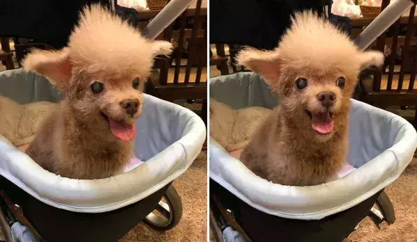 有毛毛长的贵宾吗_毛很长的贵宾犬
