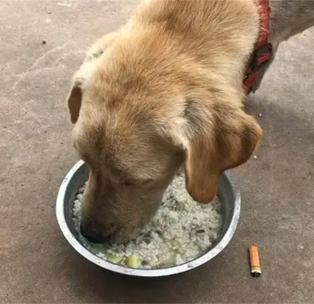 细小狗狗想吃东西能喂吗_狗狗得了细小想吃东西了可以喂吗