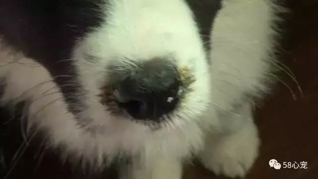 萨摩耶体外驱虫多少钱_萨摩耶体内驱虫怎么做