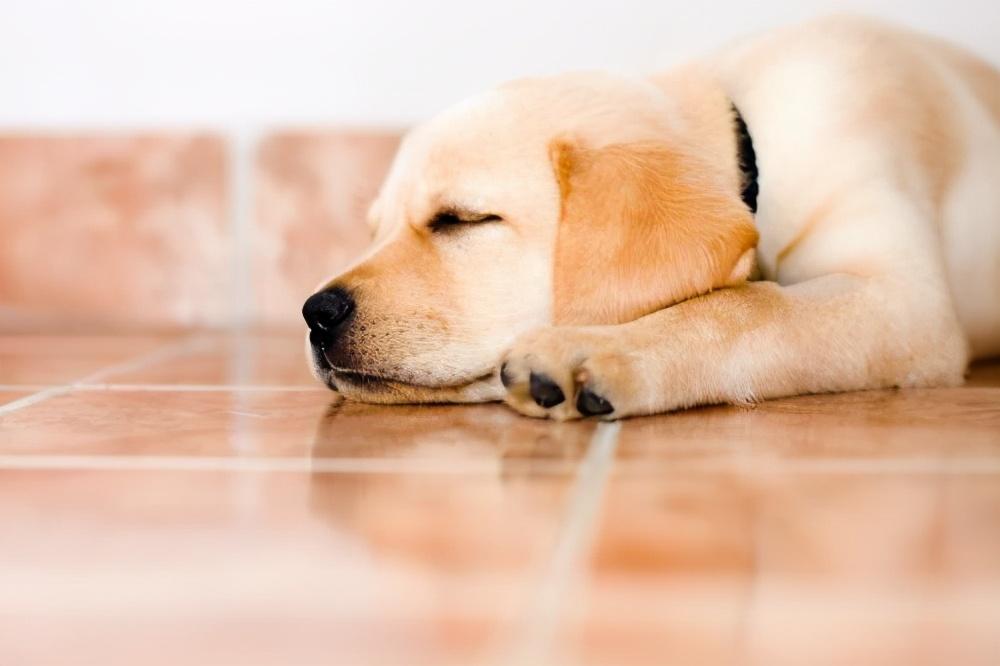 小狗睡觉时身体特别软_小狗睡觉时候身体轻微颤抖  第2张