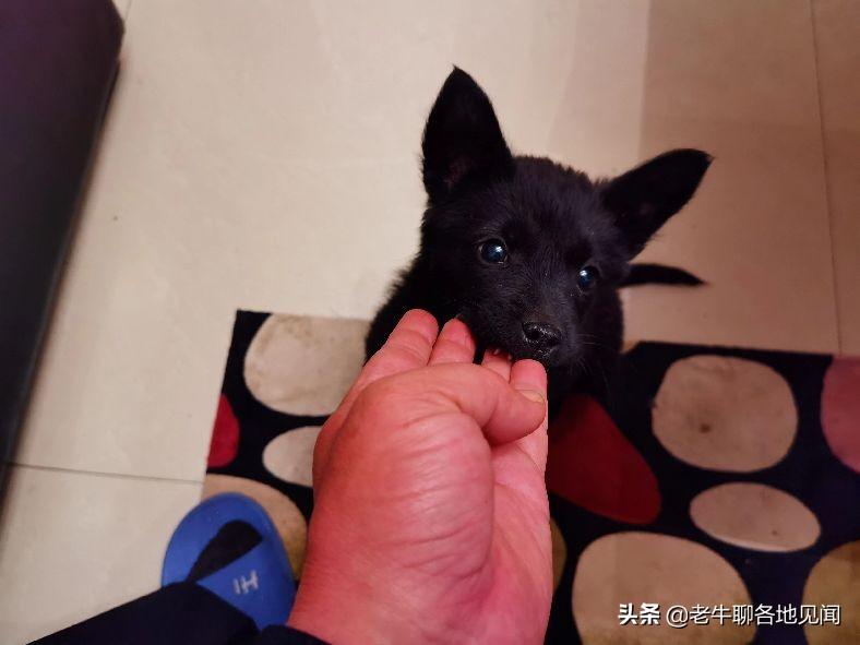 贵港市领养宠物狗_贵阳领养宠物中心地址